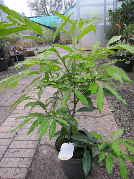 Cocculus laurifolius